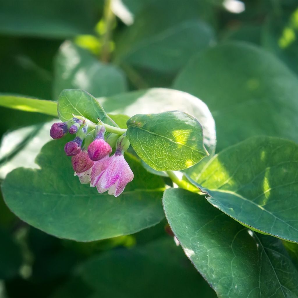 Symphoricarpos Arvid