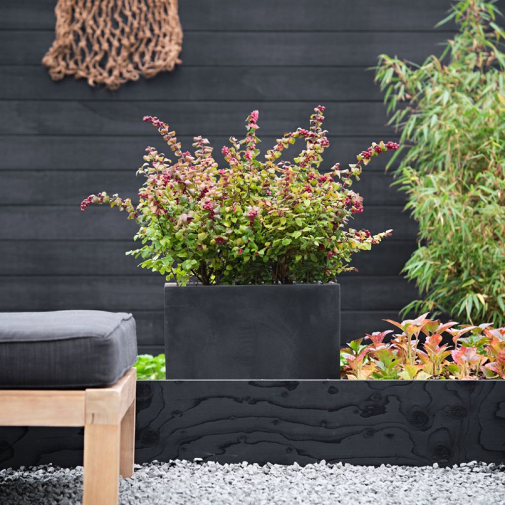 Symphorycarpos x doorenboosii Magical Berry Christmas - Doorenbos coralberry