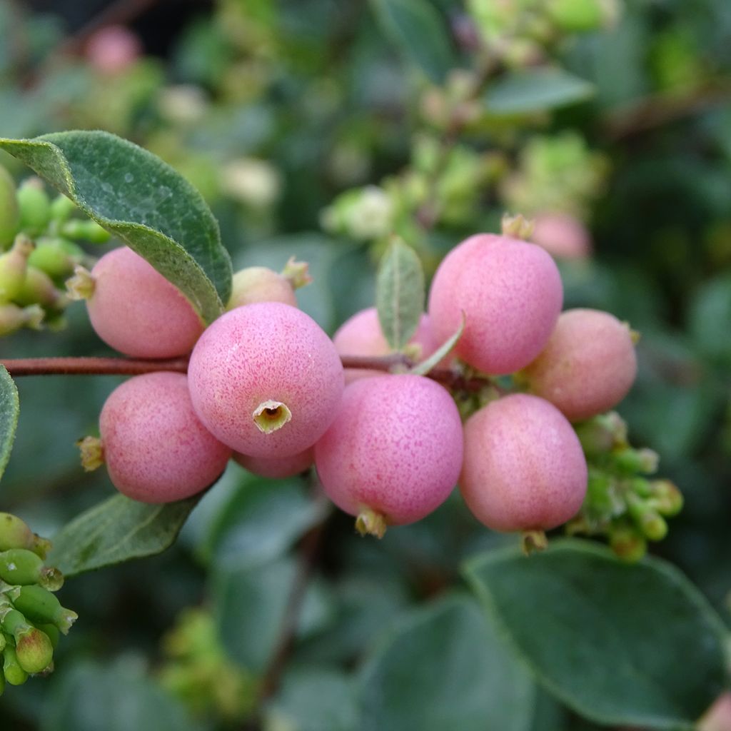 Symphoricarpos doorenbosii Amethyst