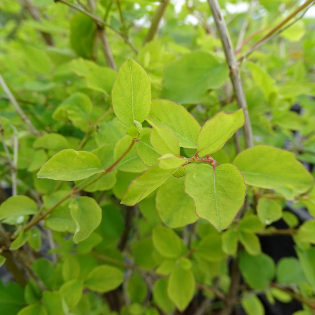 Symphoricarpos doorenbosii Amethyst