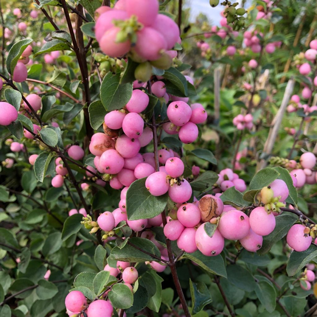 Symphoricarpos doorenbosii Amethyst