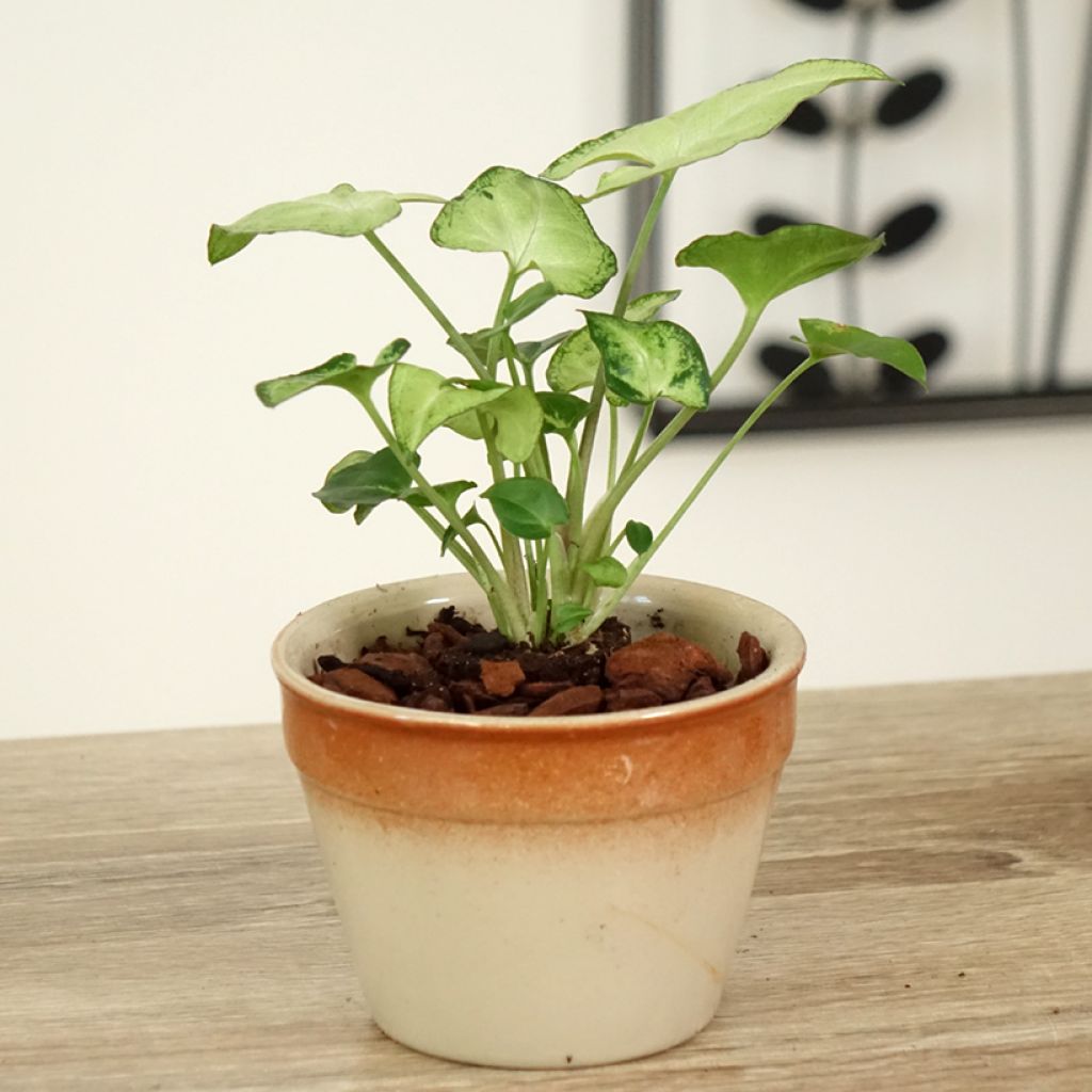 Syngonium podophyllum Snow White - Arrowhead vine