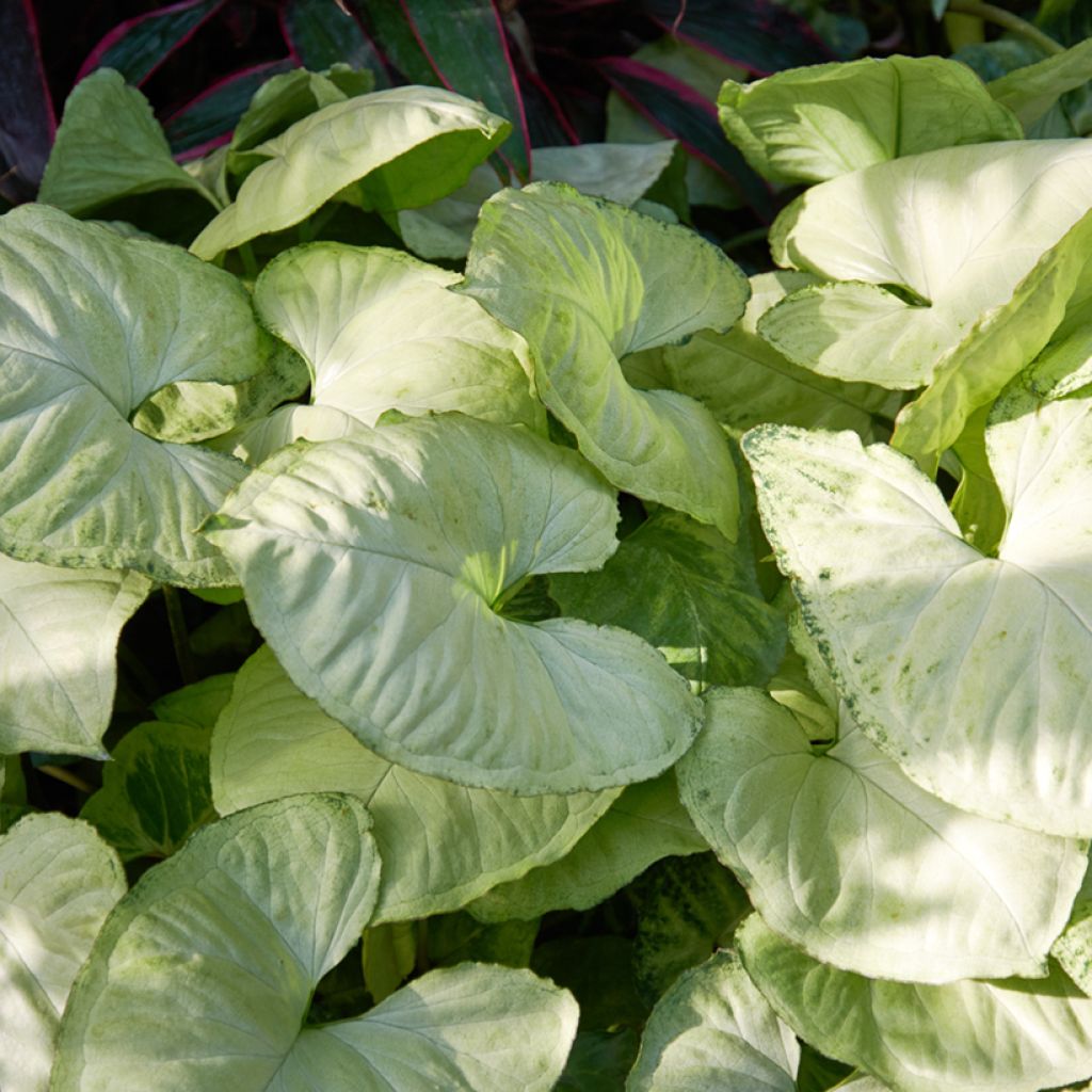 Syngonium podophyllum Snow White - Arrowhead vine