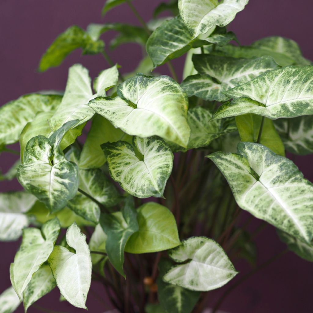 Syngonium podophyllum Snow White - Arrowhead vine