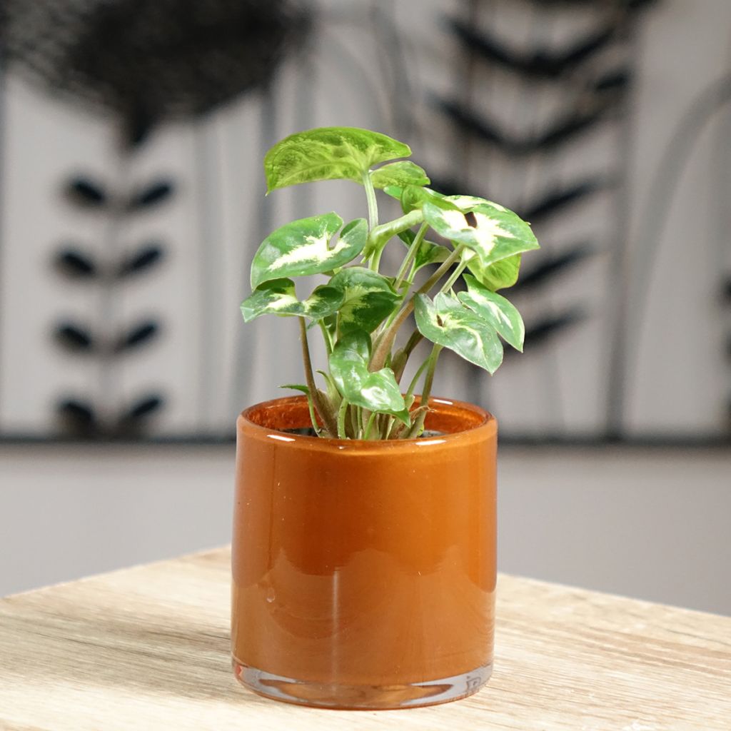 Syngonium podophyllum Pixie - Arrowhead vine