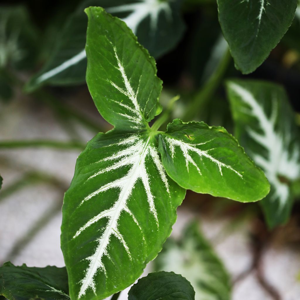 Syngonium wendlandii - Arrowhead vine