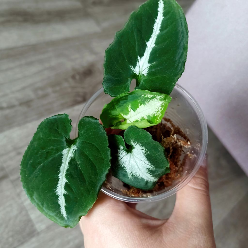 Syngonium wendlandii - Arrowhead vine
