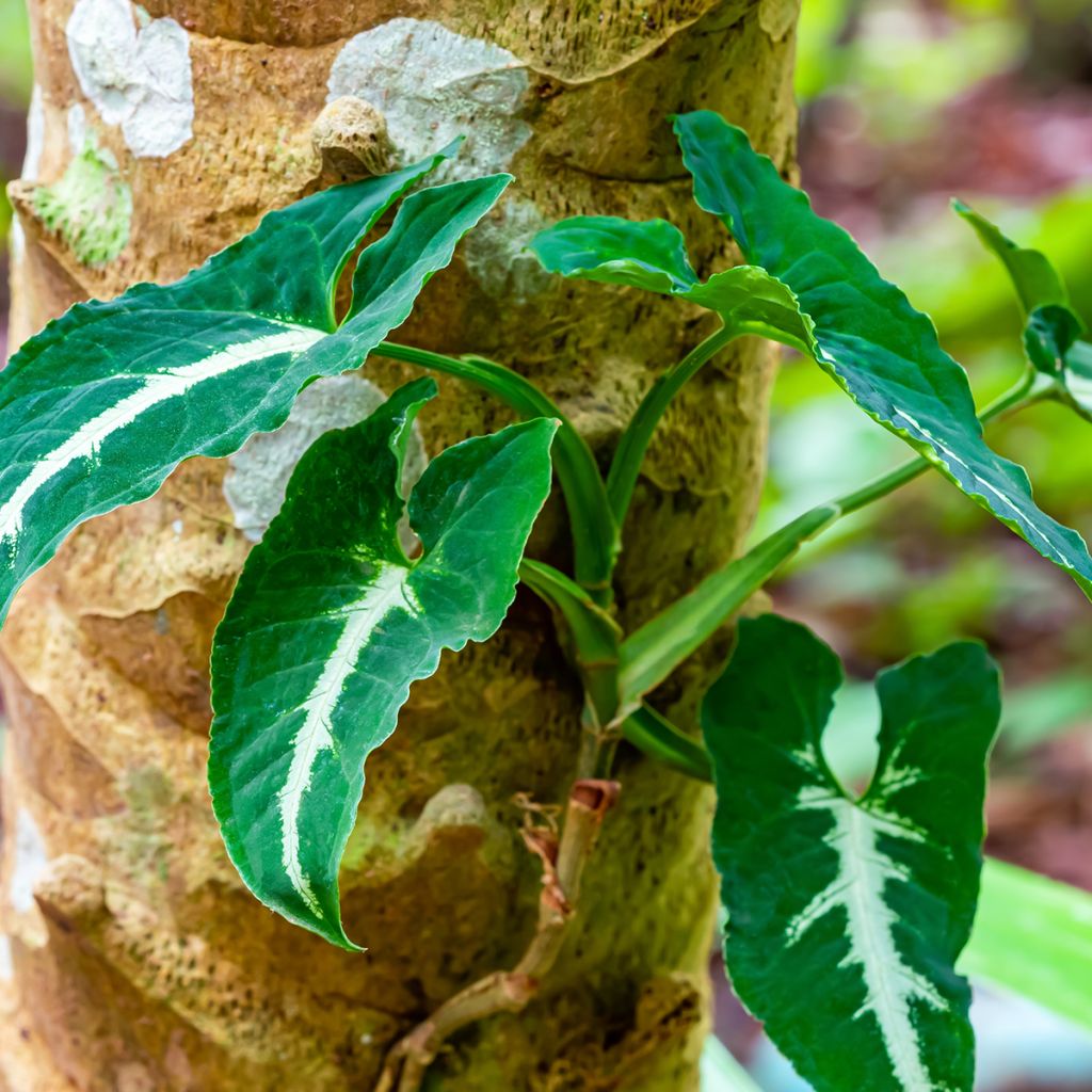 Syngonium wendlandii - Arrowhead vine