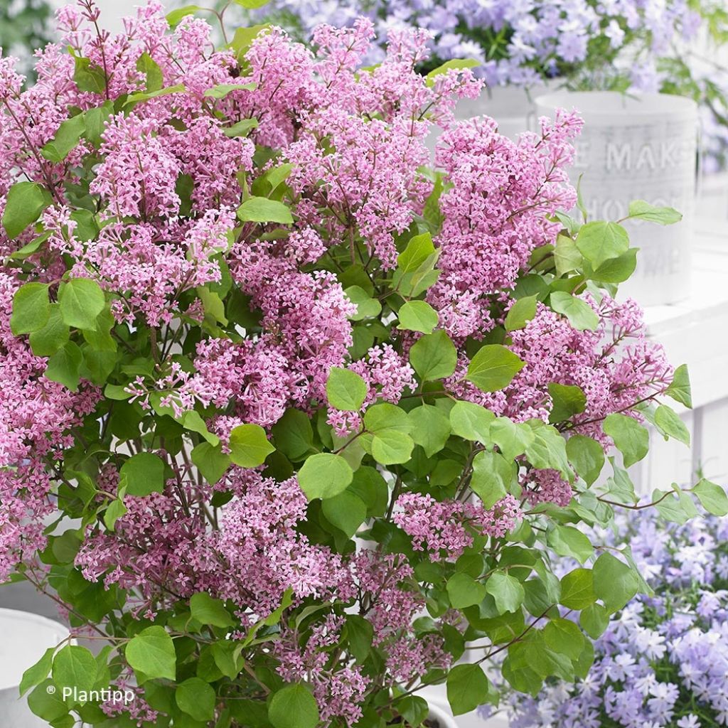 Syringa meyeri Flowerfesta Pink - Lilac