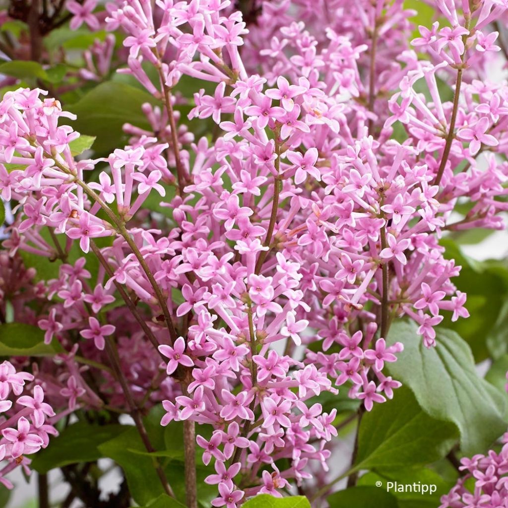 Syringa meyeri Flowerfesta Pink - Lilac