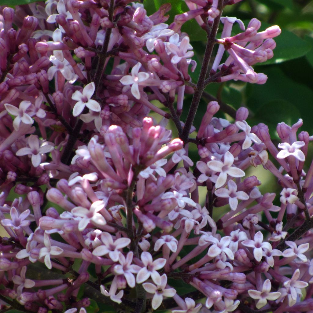 Syringa meyeri Palibin - Lilac