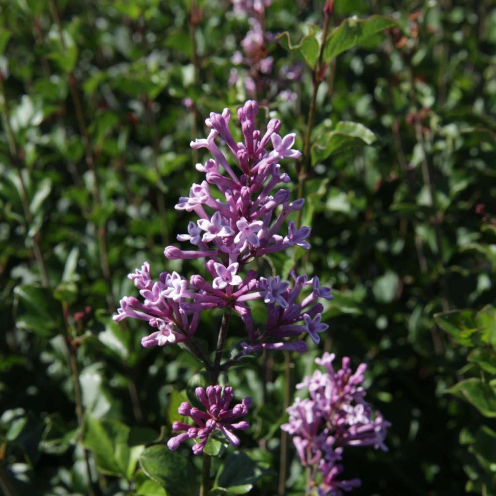 Syringa meyeri Palibin - Lilac