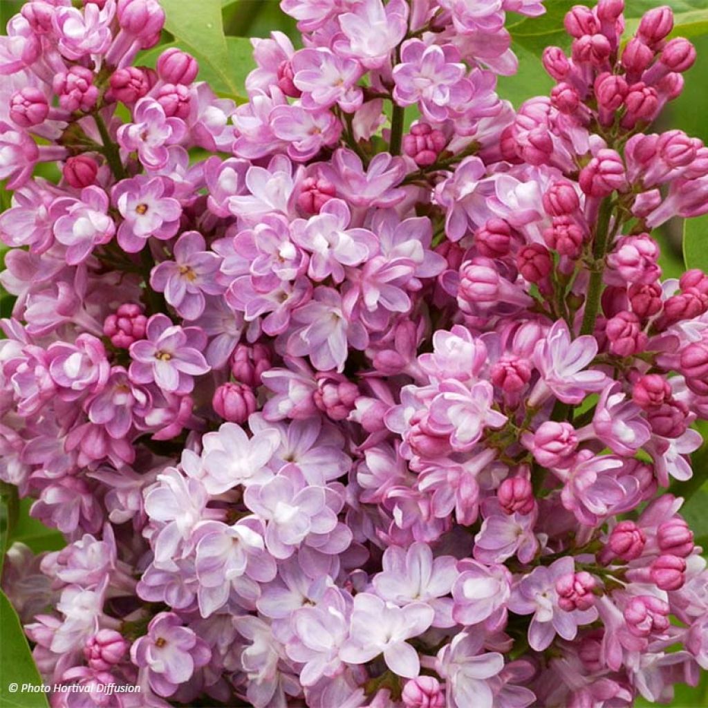 Syringa vulgaris Belle de Nancy - Common Lilac