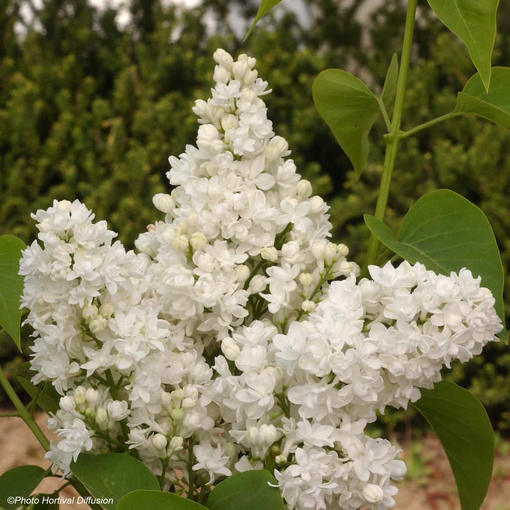 Syringa vulgaris Dentelle dAnjou - Common Lilac