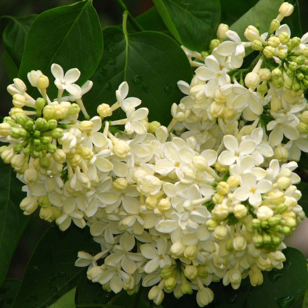 Syringa vulgaris Dentelle dAnjou - Common Lilac