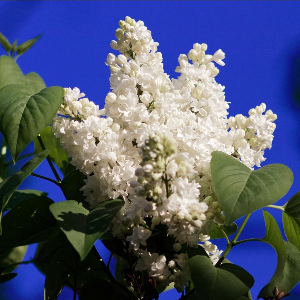 Syringa vulgaris Jeanne dArc - Common Lilac