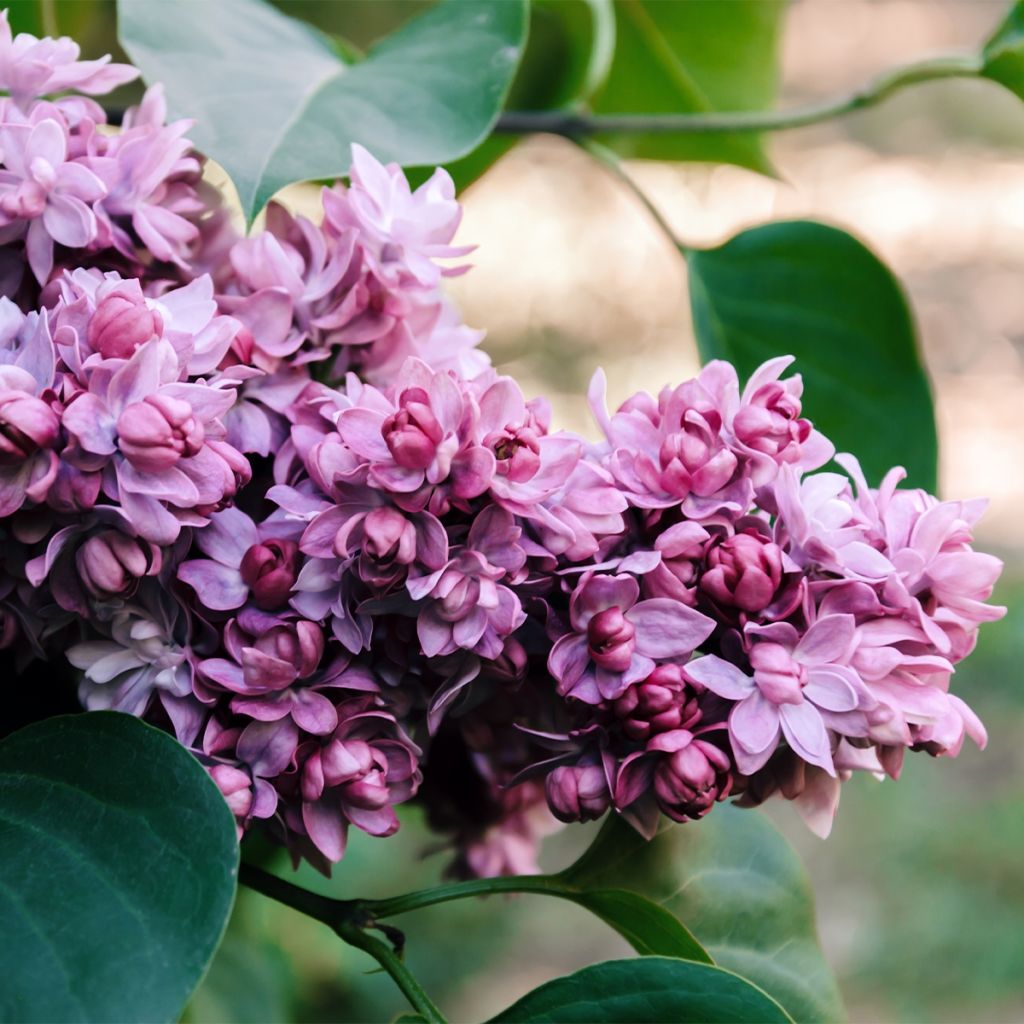 Syringa vulgaris Paul Thirion - Common Lilac
