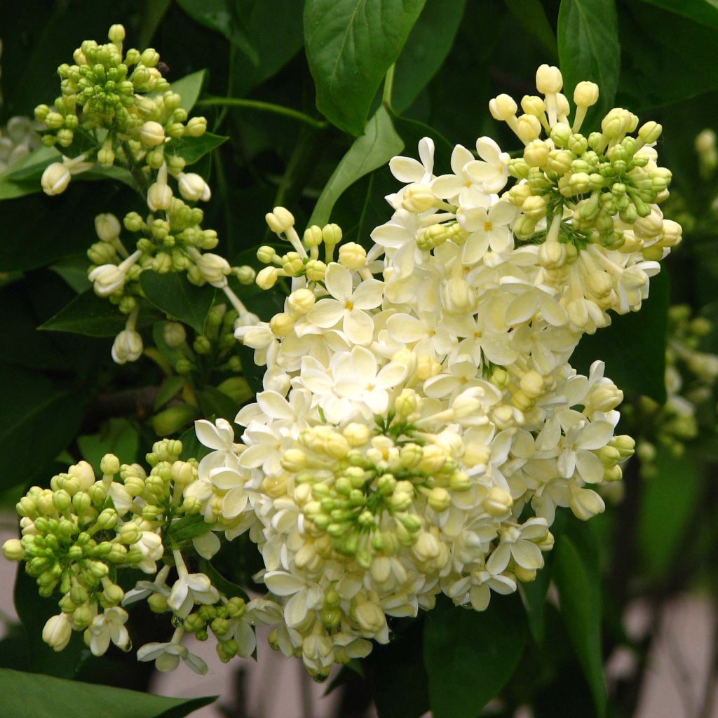 Syringa vulgaris Primrose - Common Lilac