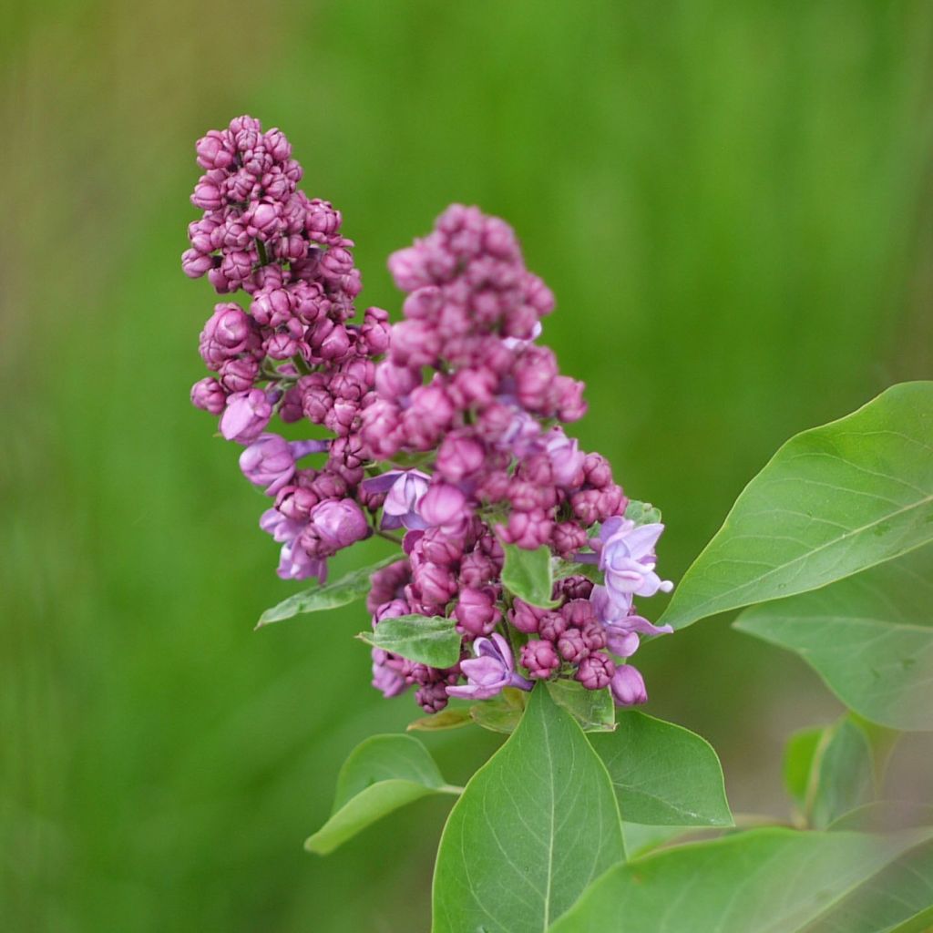 Syringa vulgaris Prince Wolkonsky - Common Lilac