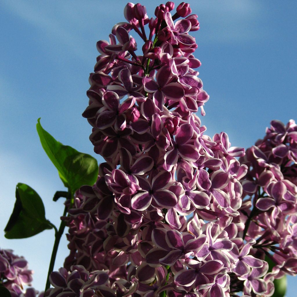 Syringa vulgaris Sensation - Common Lilac