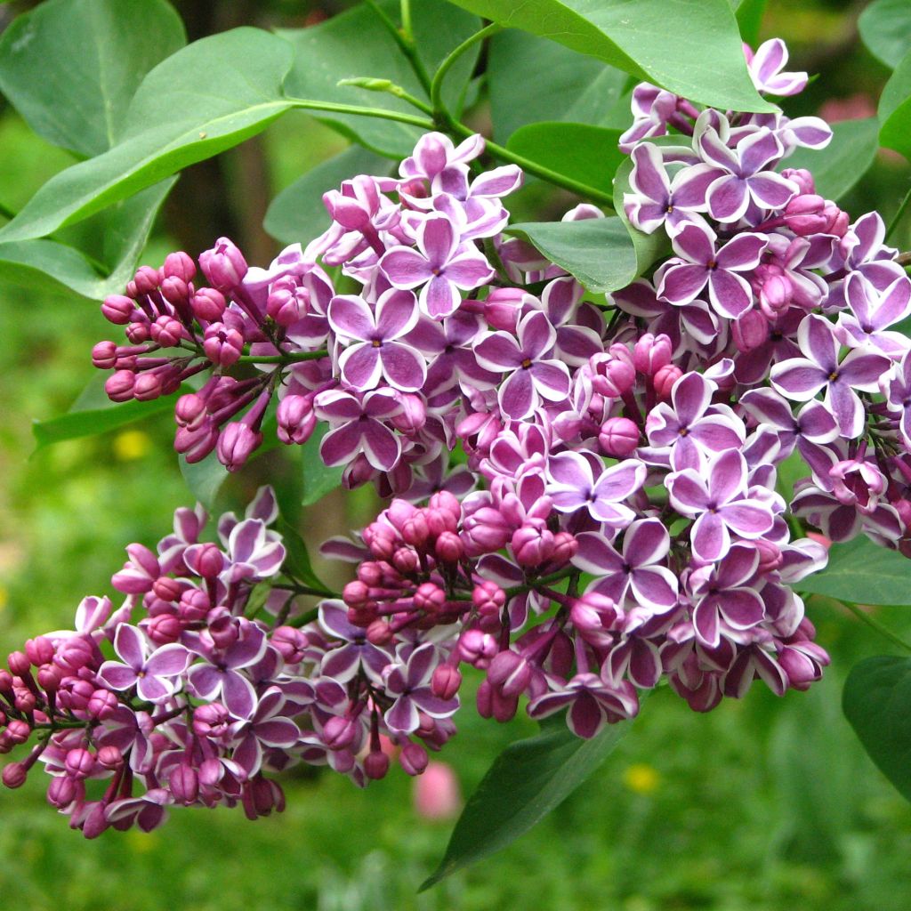 Syringa vulgaris Sensation - Common Lilac