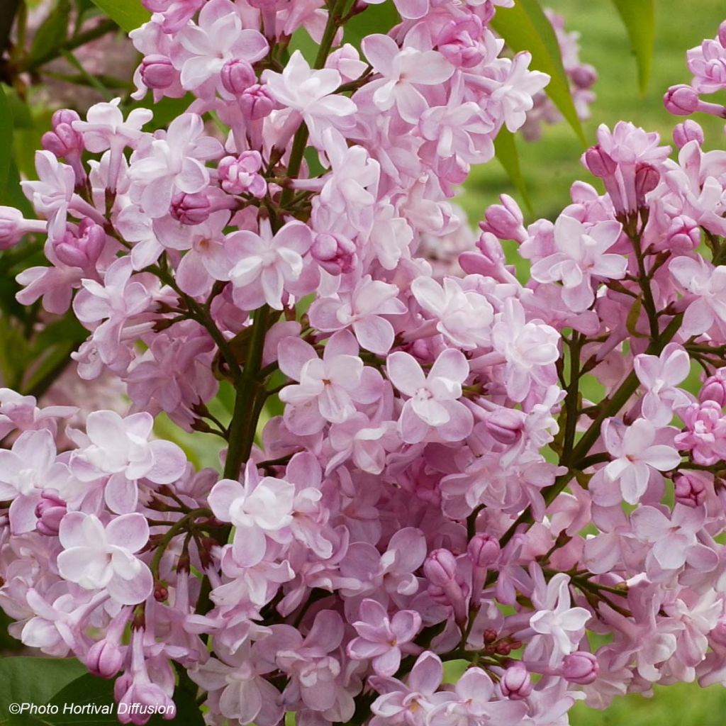 Syringa vulgaris Zhemchuzhina