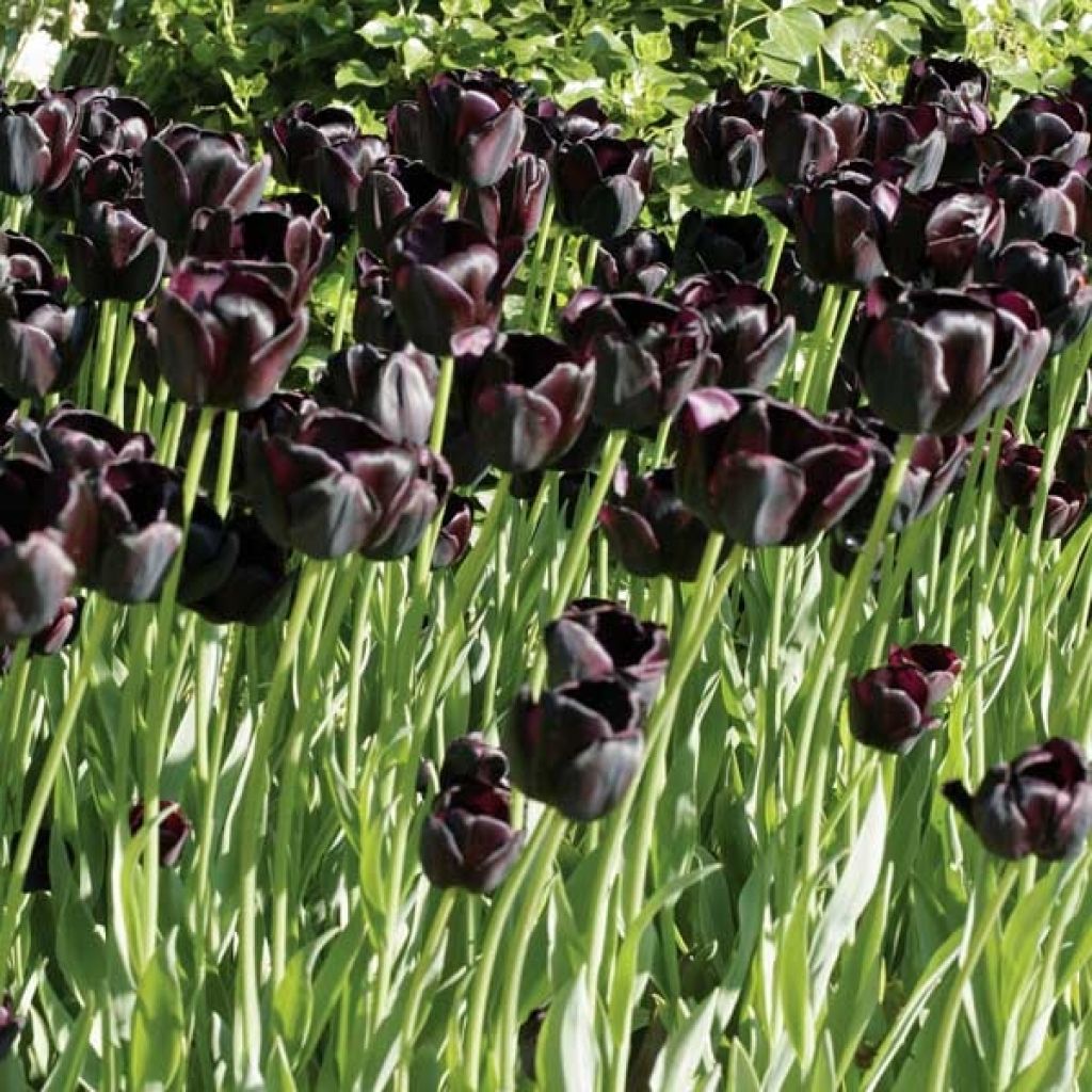 Tulipa Queen of the Night - Early simple Tulip