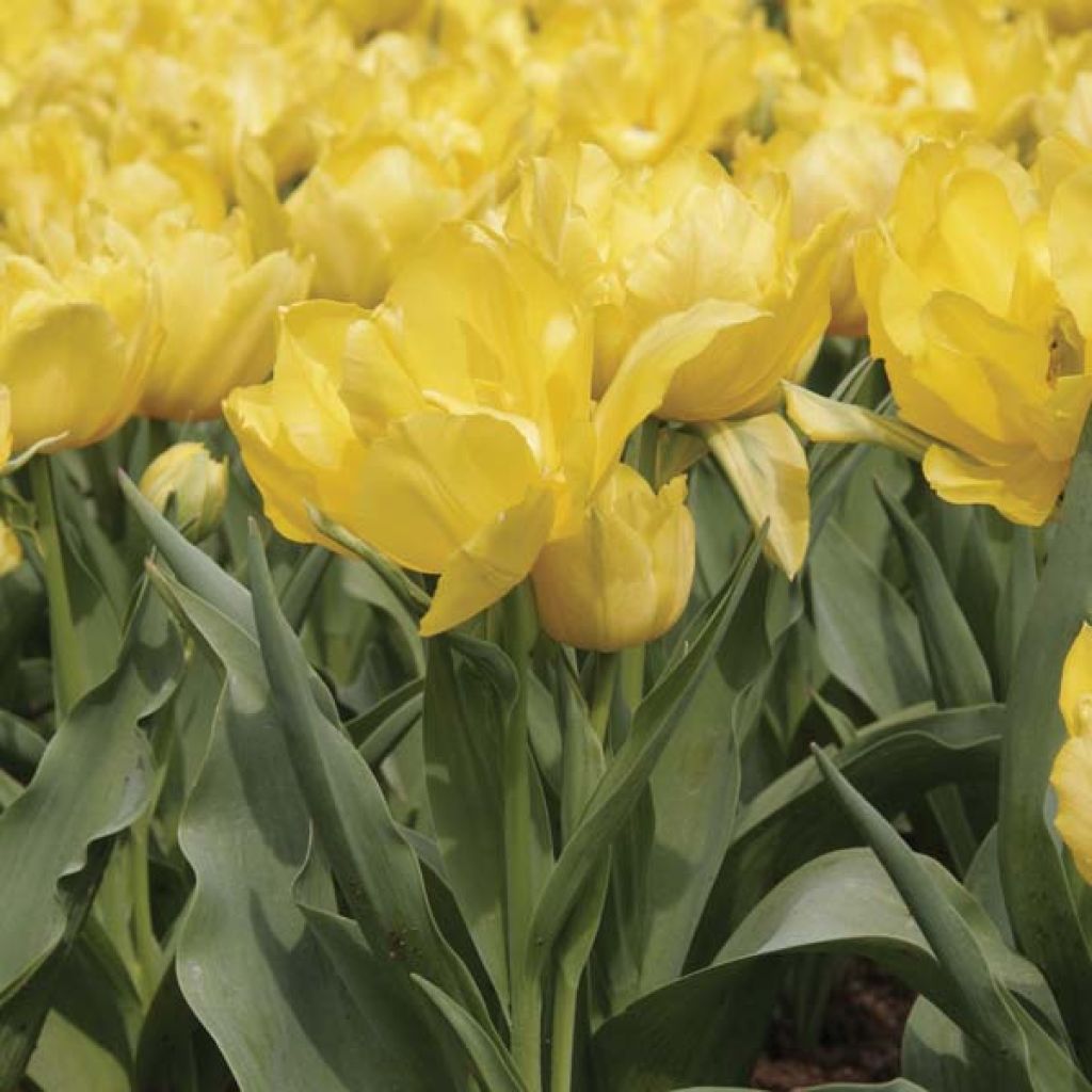 Tulipa Monte Carlo- Double Early Tulip