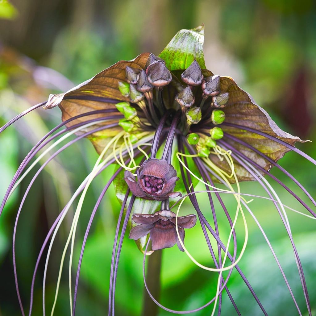 Tacca chantrieri 