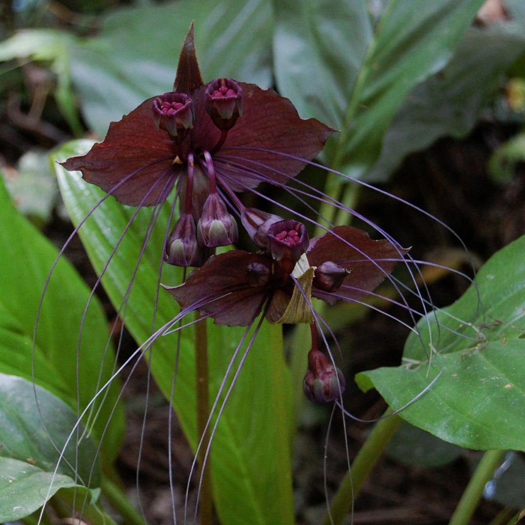 Tacca chantrieri 