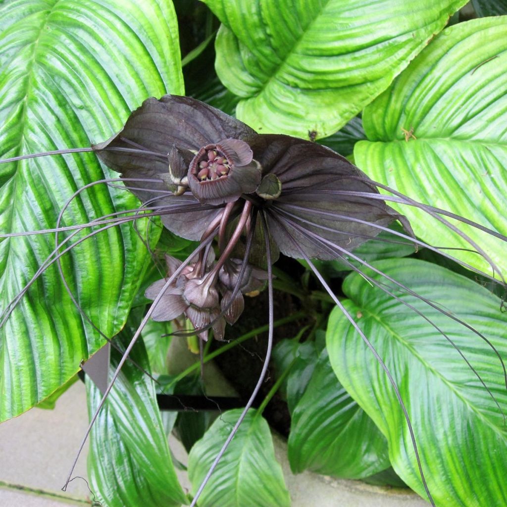 Tacca chantrieri 