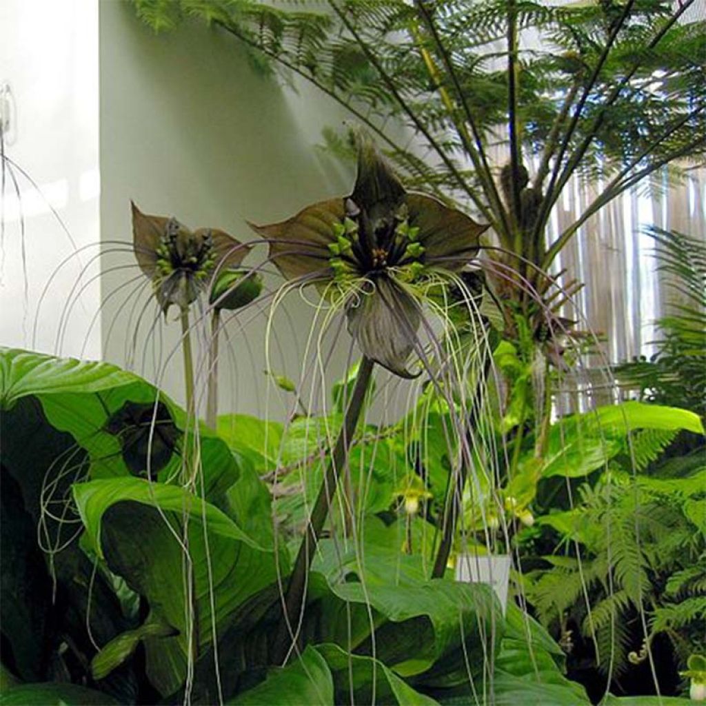 Tacca chantrieri 