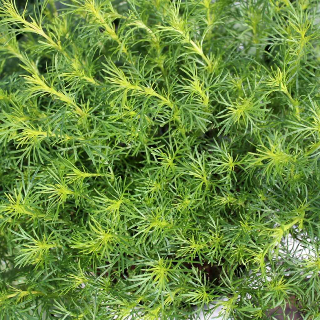 Tagetes filifolia - Irish Lace - Licorice Marigold - Licorice Carnation