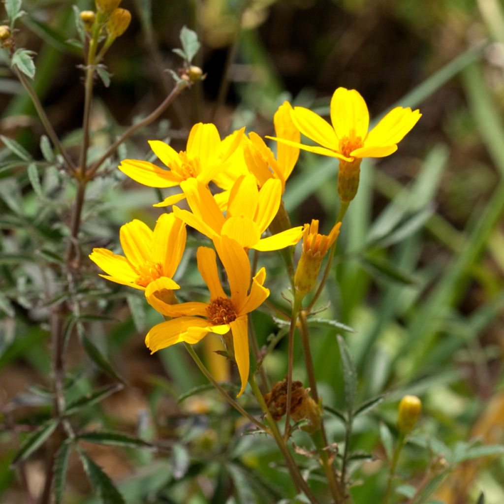 Tagetes lemmonii - Mexican Marigold