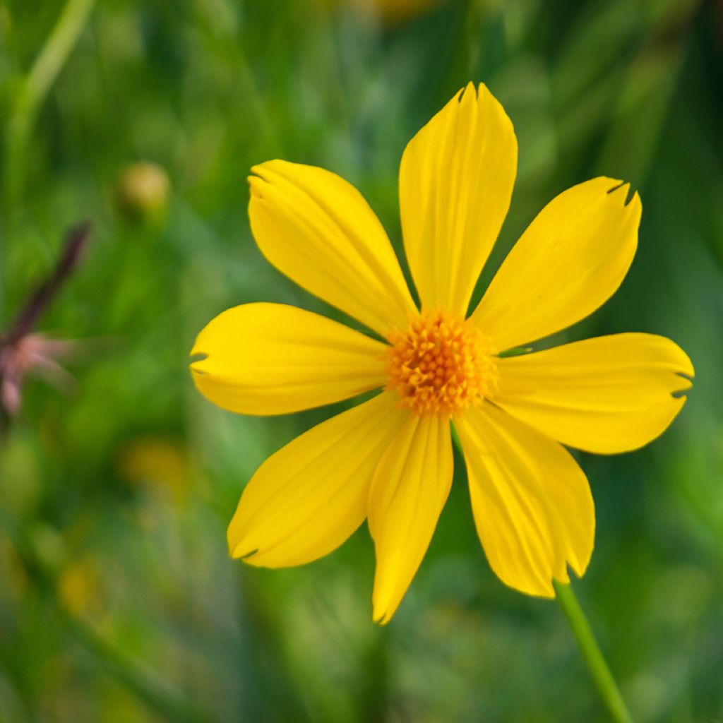Tagetes lemmonii - Mexican Marigold