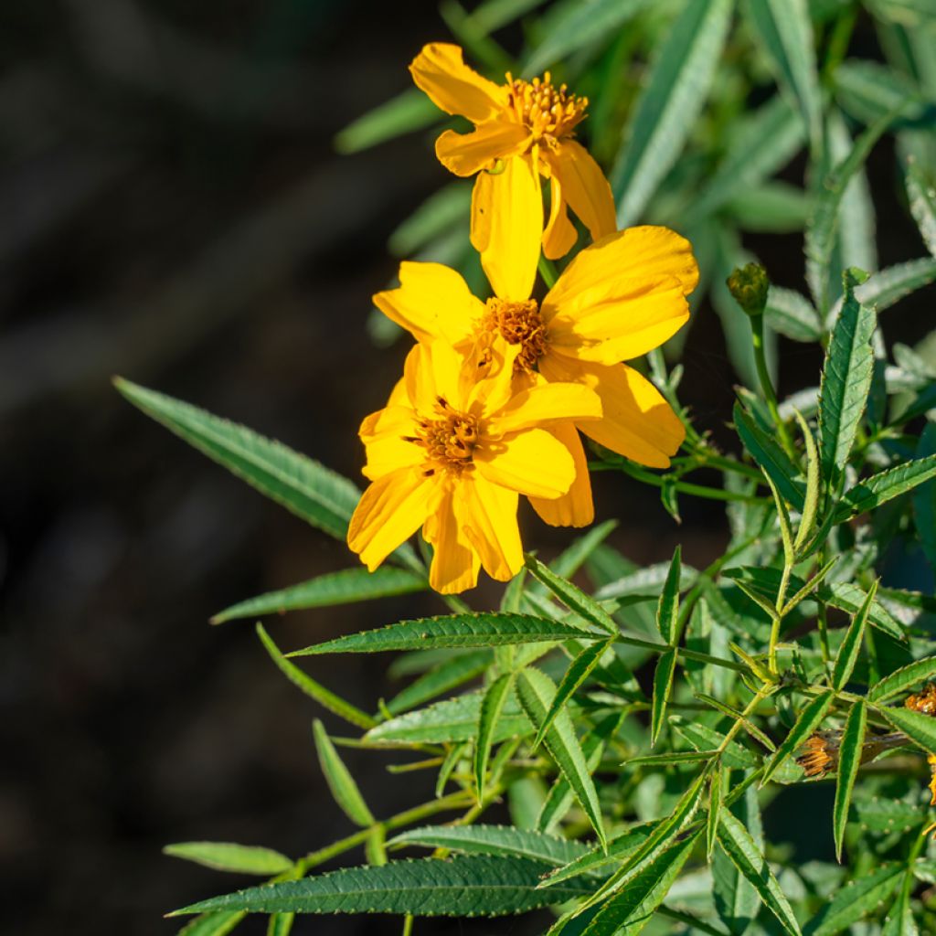 Tagetes lemmonii - Mexican Marigold