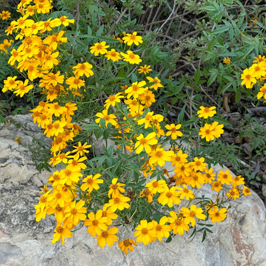 Tagetes lemmonii - Mexican Marigold
