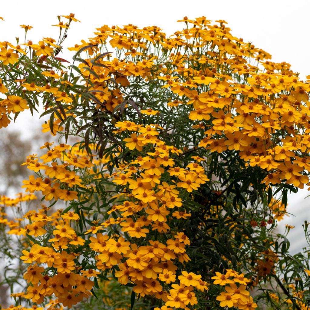 Tagetes lemmonii - Mexican Marigold