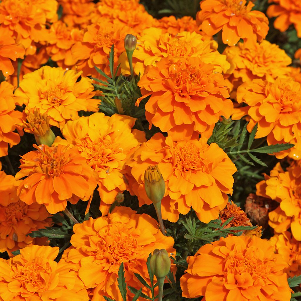 French Marigold Durango Tangerine Seeds - Tagetes patula