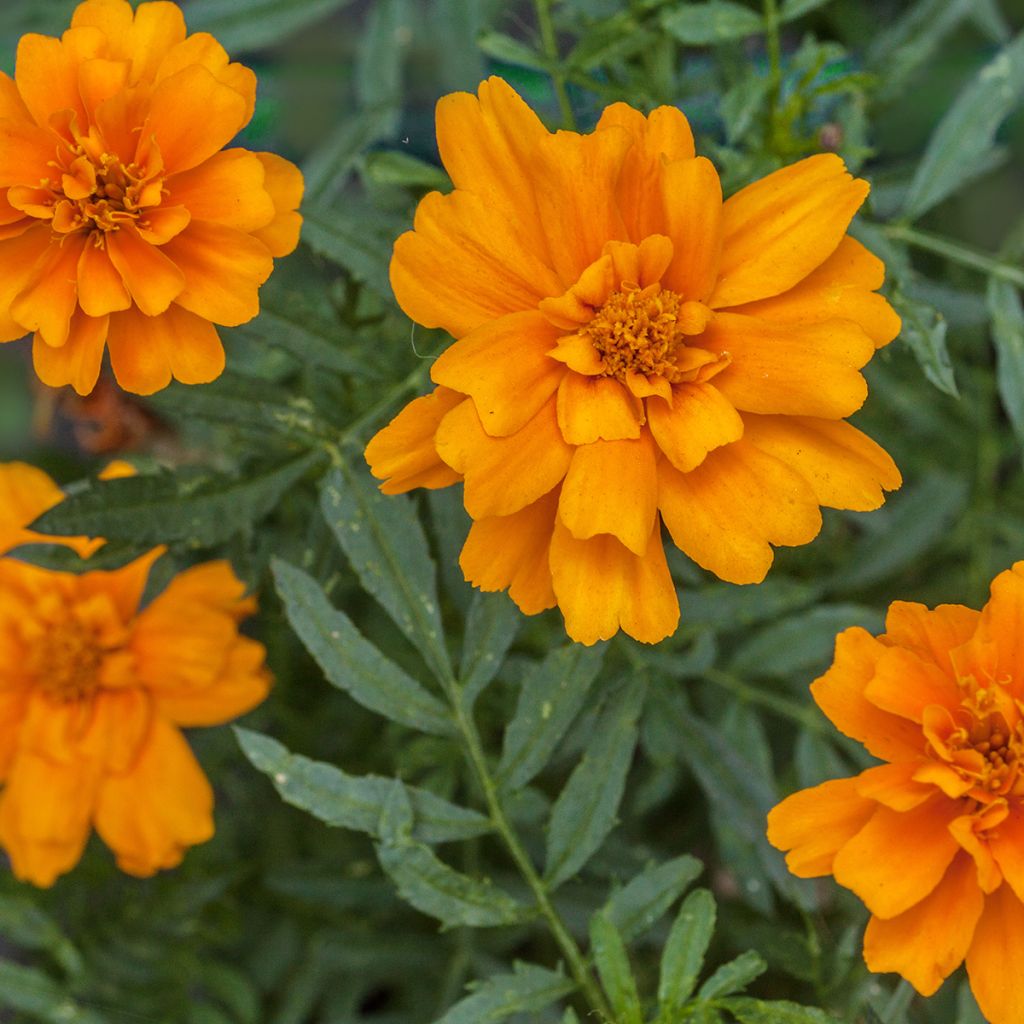 French Marigold Durango Tangerine Seeds - Tagetes patula