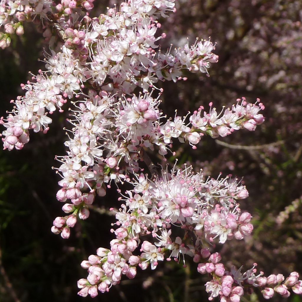 Tamarix tetrandra