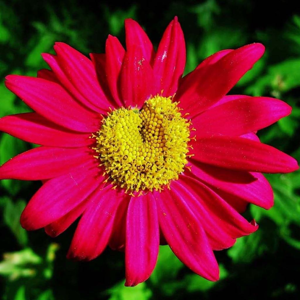 Tanacetum coccineum Robinsons Red