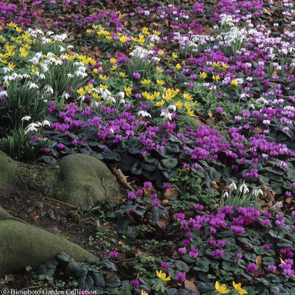 Floral Carpet Shade Collection - 40 bulbs