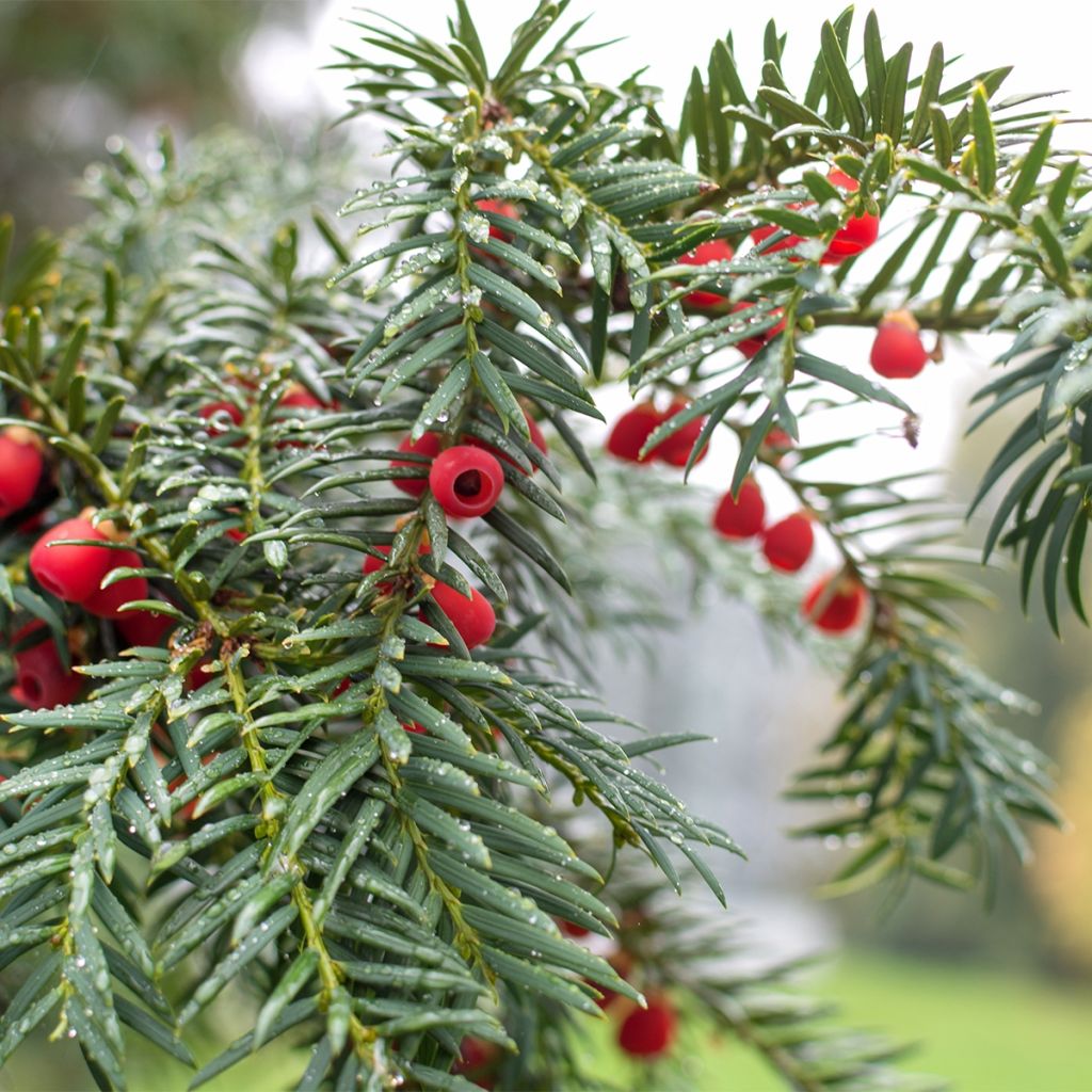 Taxus baccata Dovastoniana - Yew