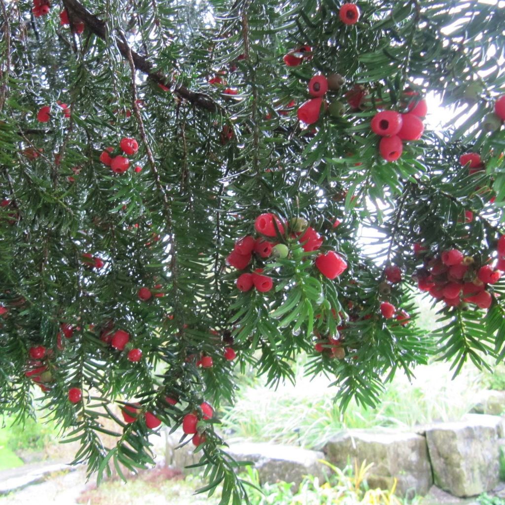 Taxus baccata Fastigiata Robusta - Yew