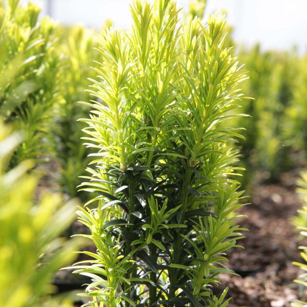Taxus baccata Ivory Tower - Yew