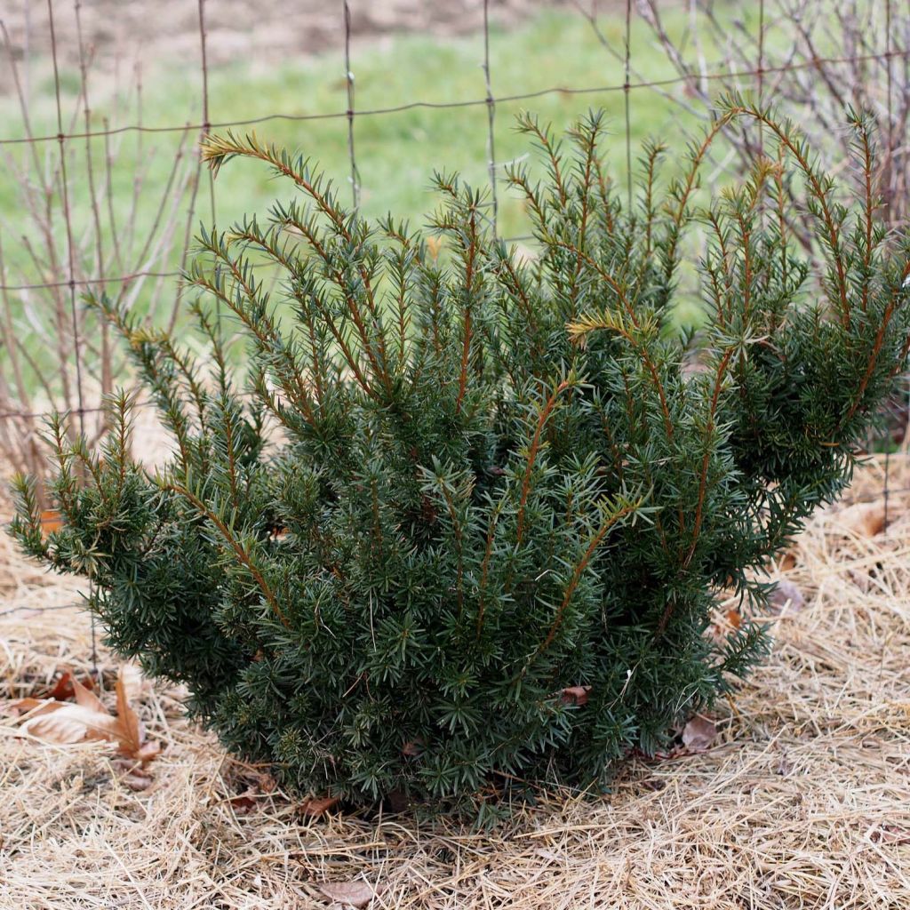 Taxus media Densiformis - Yew