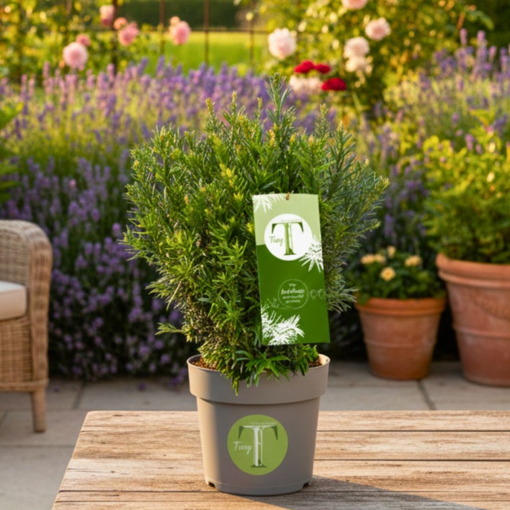 Taxus baccata Tiny T - Yew