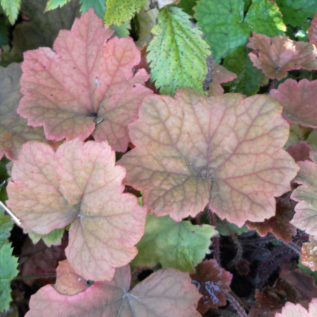 Tellima grandiflora Rubra