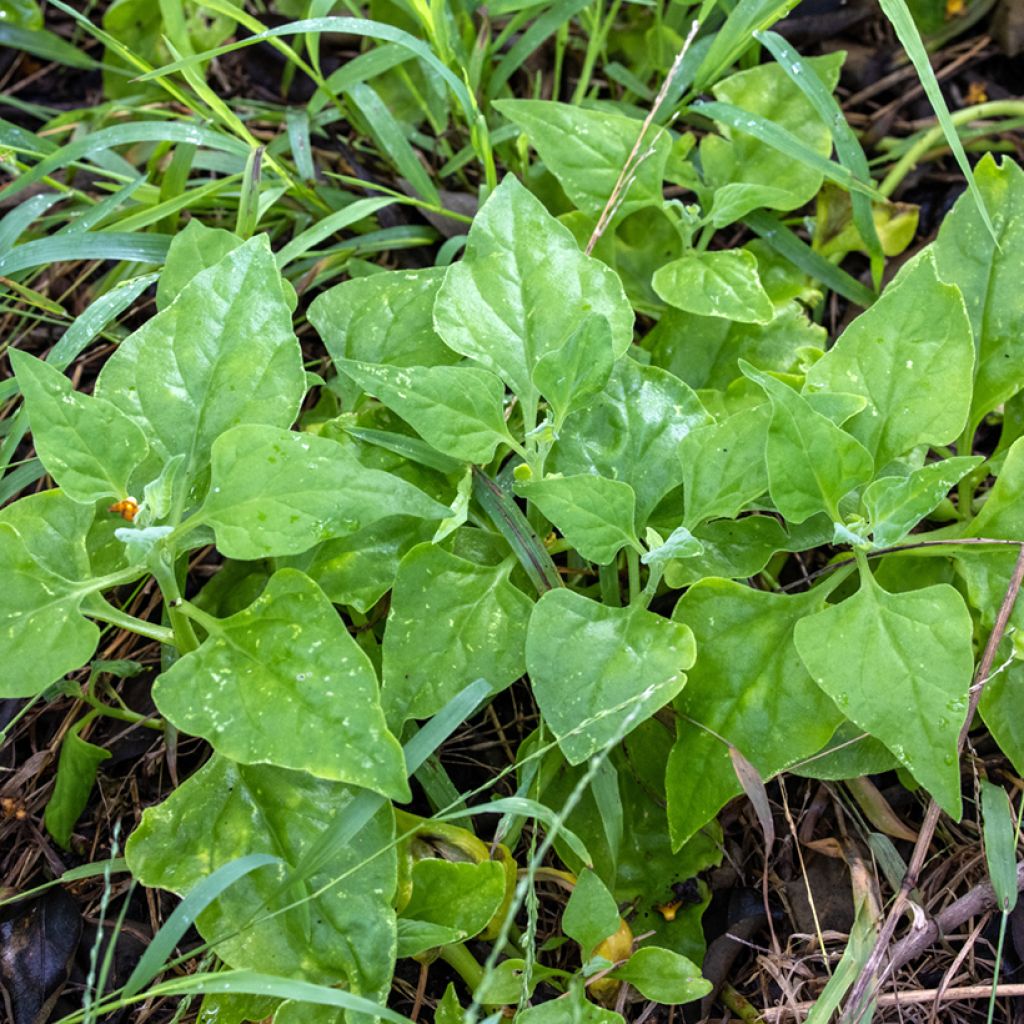 Tetragonia tetragonoides